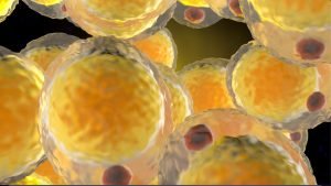 Read more about the article Where does the fat go when you lose weight?
